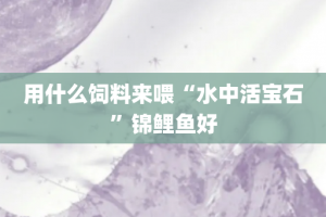 用什么饲料来喂“水中活宝石”锦鲤鱼好