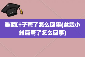 雏菊叶子蔫了怎么回事(盆栽小雏菊蔫了怎么回事)