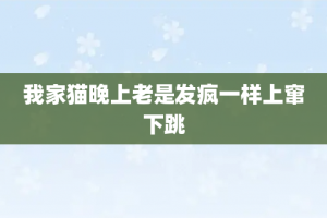 我家猫晚上老是发疯一样上窜下跳