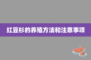 红豆杉的养殖方法和注意事项