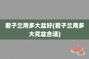 君子兰用多大盆好(君子兰用多大花盆合适)