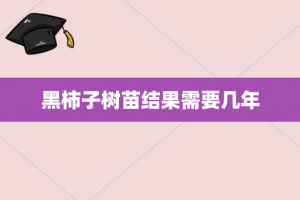 黑柿子树苗结果需要几年
