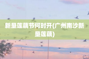 新垦莲藕节何时开(广州南沙新垦莲藕)