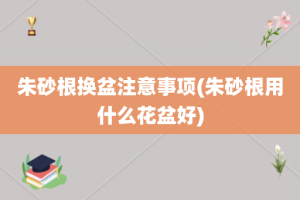 朱砂根换盆注意事项(朱砂根用什么花盆好)