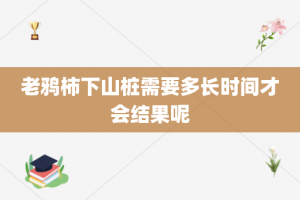 老鸦柿下山桩需要多长时间才会结果呢