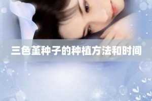 三色堇种子的种植方法和时间