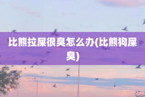 比熊拉屎很臭怎么办(比熊狗屎臭)