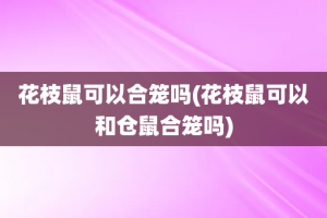 花枝鼠可以合笼吗(花枝鼠可以和仓鼠合笼吗)