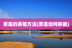 葱莲的养殖方法(葱莲如何移栽)