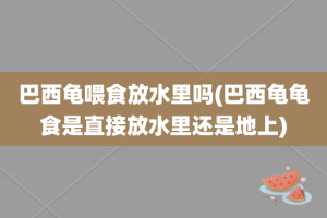 巴西龟喂食放水里吗(巴西龟龟食是直接放水里还是地上)