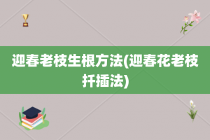 迎春老枝生根方法(迎春花老枝扦插法)