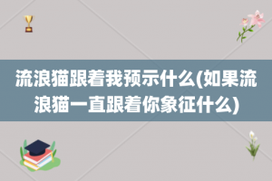 流浪猫跟着我预示什么(如果流浪猫一直跟着你象征什么)