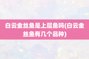 白云金丝鱼是上层鱼吗(白云金丝鱼有几个品种)