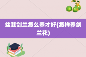 盆栽剑兰怎么养才好(怎样养剑兰花)