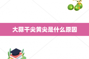 大蒜干尖黄尖是什么原因