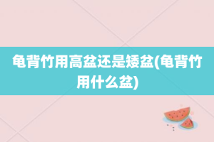 龟背竹用高盆还是矮盆(龟背竹用什么盆)