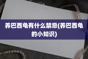 养巴西龟有什么禁忌(养巴西龟的小知识)