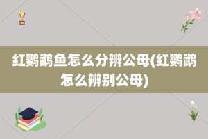 红鹦鹉鱼怎么分辨公母(红鹦鹉怎么辨别公母)
