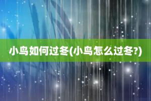 小鸟如何过冬(小鸟怎么过冬?)