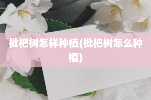 枇杷树怎样种植(枇杷树怎么种植)