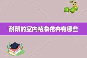 耐阴的室内植物花卉有哪些