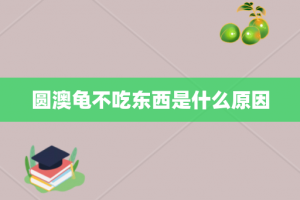 圆澳龟不吃东西是什么原因