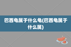 巴西龟属于什么龟(巴西龟属于什么属)