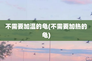 不需要加温的龟(不需要加热的龟)