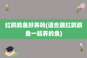 红鹦鹉鱼好养吗(适合跟红鹦鹉鱼一起养的鱼)