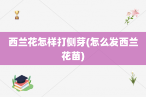 西兰花怎样打侧芽(怎么发西兰花苗)