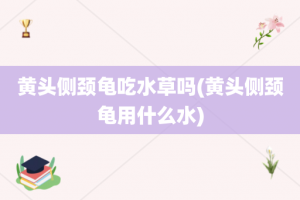 黄头侧颈龟吃水草吗(黄头侧颈龟用什么水)