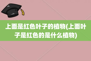 上面是红色叶子的植物(上面叶子是红色的是什么植物)