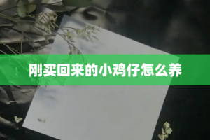 刚买回来的小鸡仔怎么养