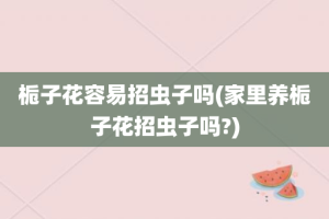 栀子花容易招虫子吗(家里养栀子花招虫子吗?)