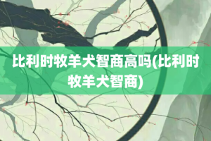 比利时牧羊犬智商高吗(比利时牧羊犬智商)