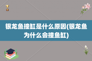银龙鱼撞缸是什么原因(银龙鱼为什么会撞鱼缸)