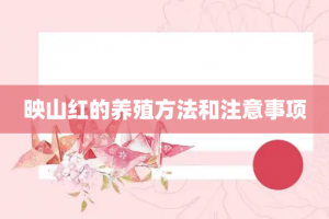 映山红的养殖方法和注意事项