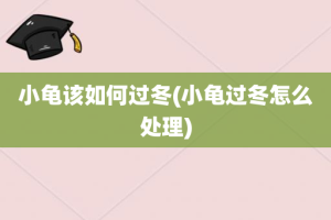 小龟该如何过冬(小龟过冬怎么处理)