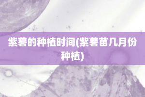 紫薯的种植时间(紫薯苗几月份种植)