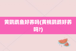 黄鹦鹉鱼好养吗(黄桃鹦鹉好养吗?)