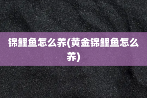 锦鲤鱼怎么养(黄金锦鲤鱼怎么养)