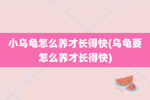 小乌龟怎么养才长得快(乌龟要怎么养才长得快)