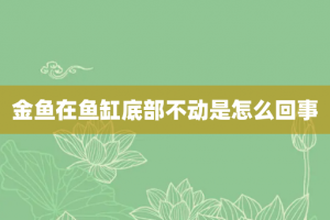 金鱼在鱼缸底部不动是怎么回事