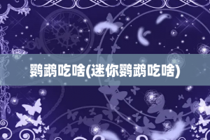 鹦鹉吃啥(迷你鹦鹉吃啥)