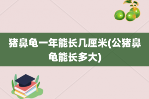 猪鼻龟一年能长几厘米(公猪鼻龟能长多大)