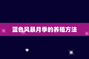 蓝色风暴月季的养殖方法