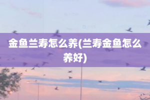 金鱼兰寿怎么养(兰寿金鱼怎么养好)