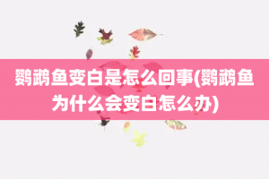 鹦鹉鱼变白是怎么回事(鹦鹉鱼为什么会变白怎么办)