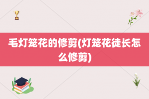 毛灯笼花的修剪(灯笼花徒长怎么修剪)
