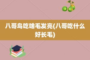 八哥鸟吃啥毛发亮(八哥吃什么好长毛)